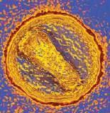 Figure from Chapter 6, Microbiology: An Evolving Science 6e