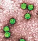 Figure from Chapter 6, Microbiology: An Evolving Science 6e