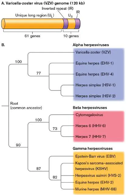 Figure from Chapter 6, Microbiology: An Evolving Science 6e