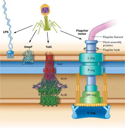 Figure from Chapter 6, Microbiology: An Evolving Science 6e