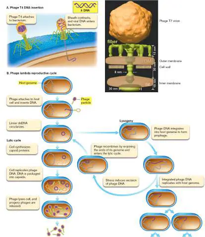 Figure from Chapter 6, Microbiology: An Evolving Science 6e