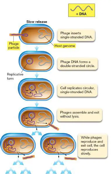 Figure from Chapter 6, Microbiology: An Evolving Science 6e