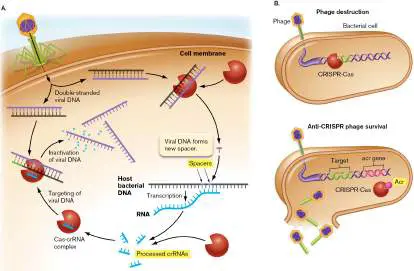 Figure from Chapter 6, Microbiology: An Evolving Science 6e