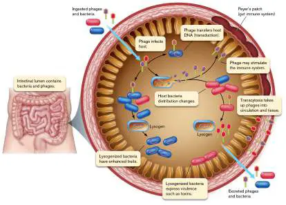 Figure from Chapter 6, Microbiology: An Evolving Science 6e