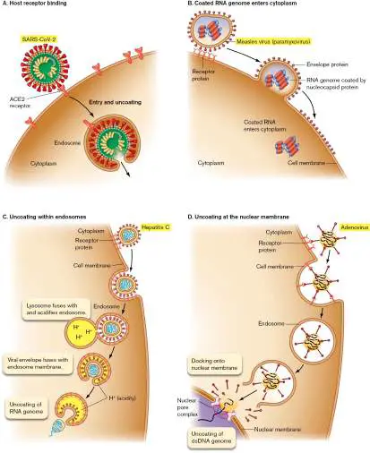 Figure from Chapter 6, Microbiology: An Evolving Science 6e