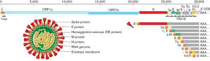 Figure from Chapter 6, Microbiology: An Evolving Science 6e