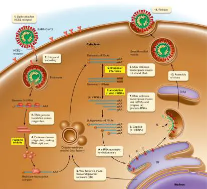 Figure from Chapter 6, Microbiology: An Evolving Science 6e