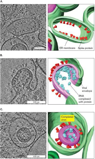 Figure from Chapter 6, Microbiology: An Evolving Science 6e