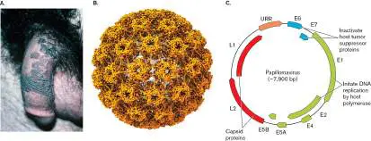 Figure from Chapter 6, Microbiology: An Evolving Science 6e