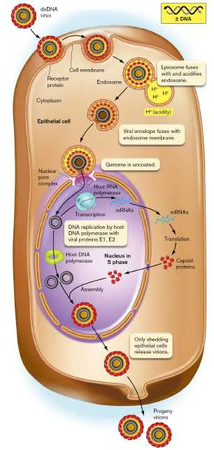 Figure from Chapter 6, Microbiology: An Evolving Science 6e