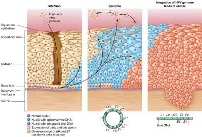 Figure from Chapter 6, Microbiology: An Evolving Science 6e