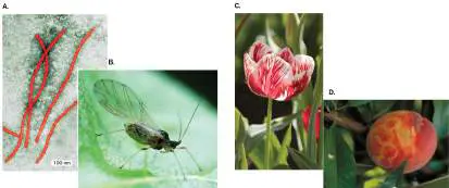 Figure from Chapter 6, Microbiology: An Evolving Science 6e