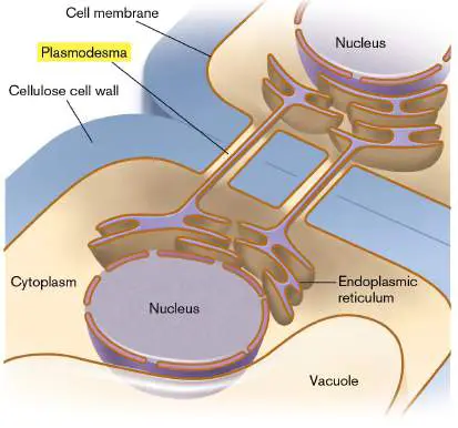 Figure from Chapter 6, Microbiology: An Evolving Science 6e