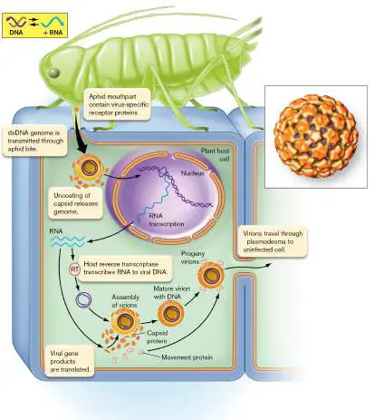 Figure from Chapter 6, Microbiology: An Evolving Science 6e