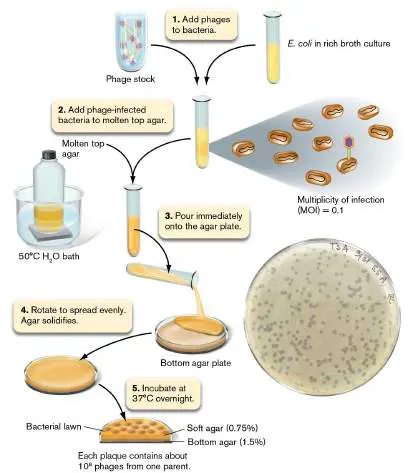Figure from Chapter 6, Microbiology: An Evolving Science 6e