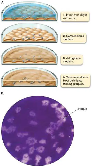 Figure from Chapter 6, Microbiology: An Evolving Science 6e