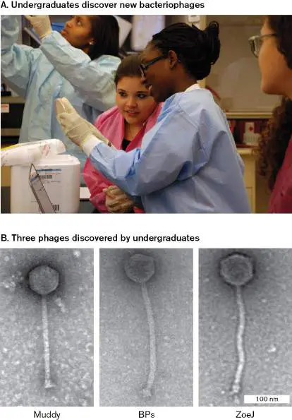 Figure from Chapter 6, Microbiology: An Evolving Science 6e
