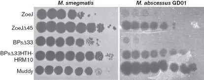 Figure from Chapter 6, Microbiology: An Evolving Science 6e
