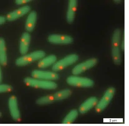 Figure from Chapter 7, Microbiology: An Evolving Science 6e