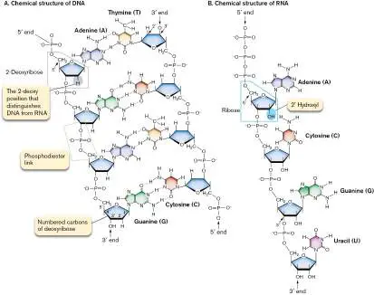 Figure from Chapter 7, Microbiology: An Evolving Science 6e