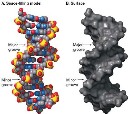 Figure from Chapter 7, Microbiology: An Evolving Science 6e