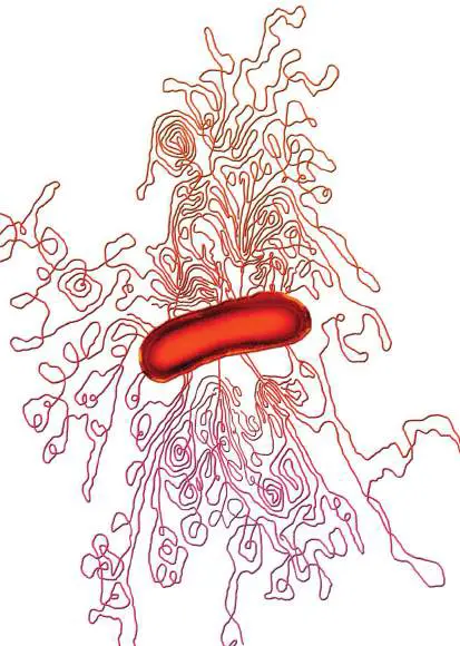 Figure from Chapter 7, Microbiology: An Evolving Science 6e