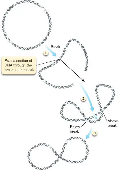 Figure from Chapter 7, Microbiology: An Evolving Science 6e