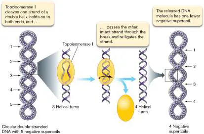 Figure from Chapter 7, Microbiology: An Evolving Science 6e