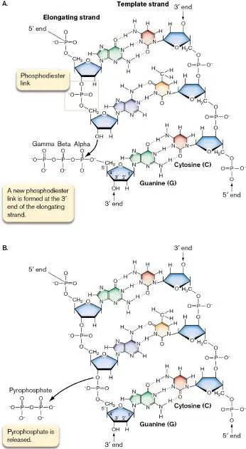 Figure from Chapter 7, Microbiology: An Evolving Science 6e