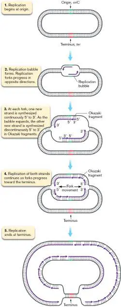 Figure from the course study guide