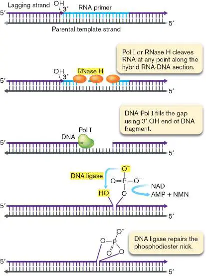 Figure from Chapter 7, Microbiology: An Evolving Science 6e