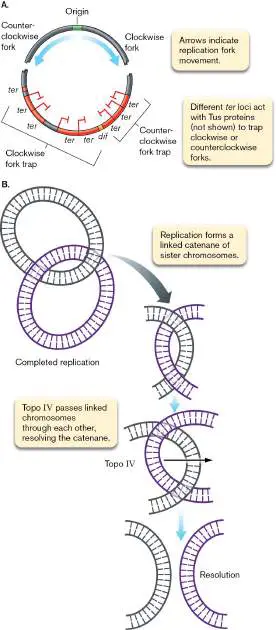 Figure from Chapter 7, Microbiology: An Evolving Science 6e
