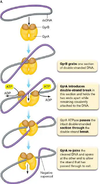 Figure from Chapter 7, Microbiology: An Evolving Science 6e