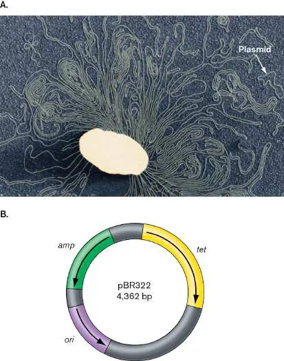 Figure from Chapter 7, Microbiology: An Evolving Science 6e