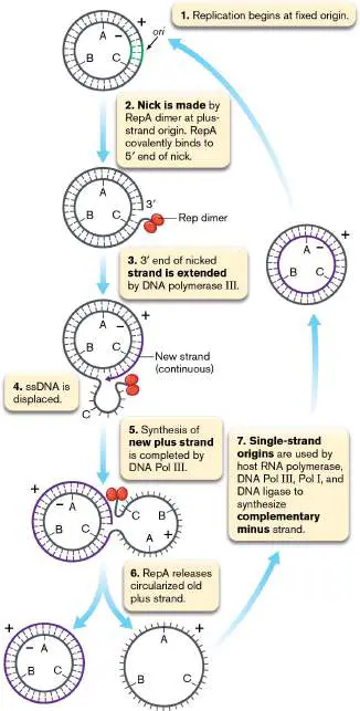 Figure from Chapter 7, Microbiology: An Evolving Science 6e