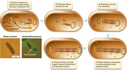 Figure from Chapter 7, Microbiology: An Evolving Science 6e