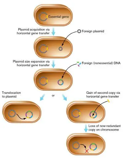 Figure from Chapter 7, Microbiology: An Evolving Science 6e