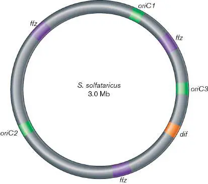 Figure from Chapter 7, Microbiology: An Evolving Science 6e