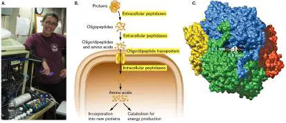 Figure from Chapter 7, Microbiology: An Evolving Science 6e