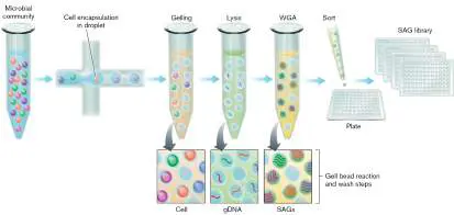 Figure from Chapter 7, Microbiology: An Evolving Science 6e