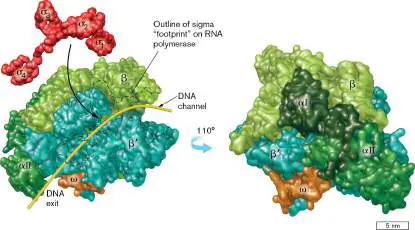 Figure from Chapter 8, Microbiology: An Evolving Science 6e