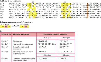 Figure from Chapter 8, Microbiology: An Evolving Science 6e