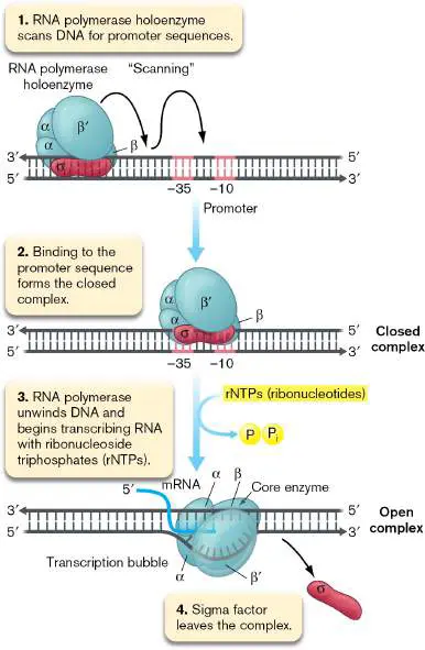 Figure from Chapter 8, Microbiology: An Evolving Science 6e