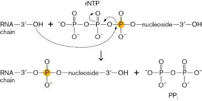 Figure from Chapter 8, Microbiology: An Evolving Science 6e