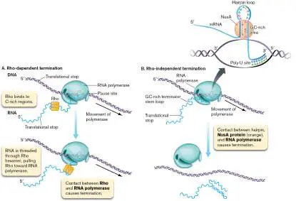 Figure from Chapter 8, Microbiology: An Evolving Science 6e