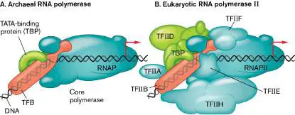 Figure from Chapter 8, Microbiology: An Evolving Science 6e