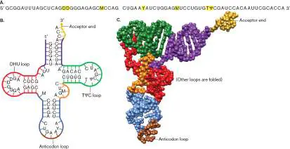 Figure from Chapter 8, Microbiology: An Evolving Science 6e
