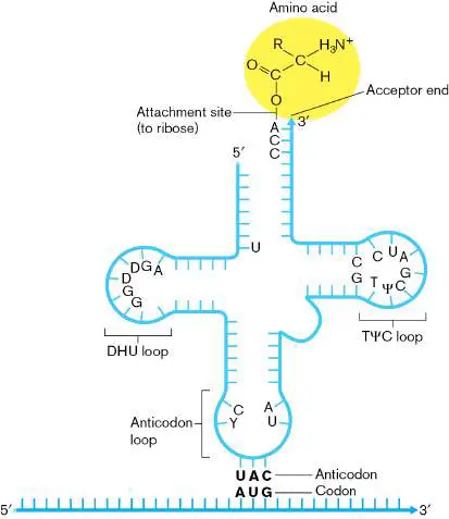 Figure from Chapter 8, Microbiology: An Evolving Science 6e