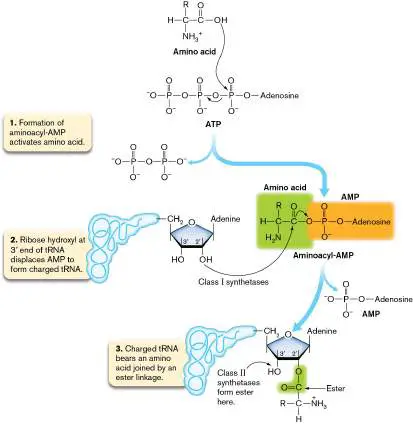 Figure from Chapter 8, Microbiology: An Evolving Science 6e