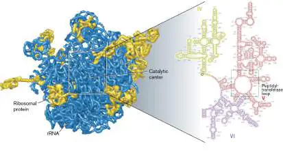 Figure from Chapter 8, Microbiology: An Evolving Science 6e